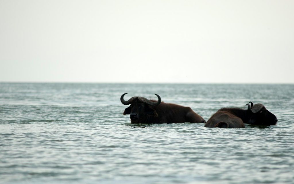 Fishing Safari